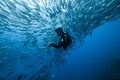 Trevally and diver Royalty Free Stock Photo