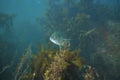 Trevally hiding in kelp
