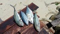 Trevally and Tuna Fish