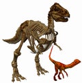 Trex skeleton Royalty Free Stock Photo