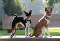 A tri color basenji looking to the side next to a sitting two tone basenji on a wooden bench in a natural landscape in meppen emsl