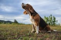 A tri-color beagle dog howling while sitting on the field
