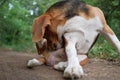A tri-color beagle dog scratching its body on the ground