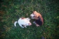 A tri-color beagle dog and a white fur beagle are playing on the grass in the meadow,kissing with a positive emotion,shooting with Royalty Free Stock Photo