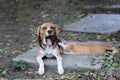 A tri-color beagle dog is yawning, and a brown cat is playing nearby ,on a footpath Royalty Free Stock Photo