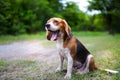 A tri-color beagle dog is yawning while sitting on the the grass field in the park . Royalty Free Stock Photo