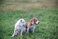 A tri-color beagle dogs and a white fur one are sitting on the grass field after playing