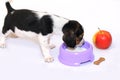 Tri-color beagle puppy drinks milk