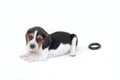 Tri-color beagle puppy laying