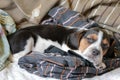 Tri-color beagle puppy sleeping