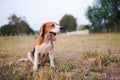 A tri-color beagle is yawning while sitting on the the grass field in the farm. Royalty Free Stock Photo