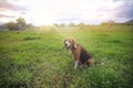 A tri-color beagle is yawning while sitting on the the grass field in the farm on sunny day Royalty Free Stock Photo