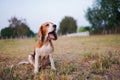 A tri-color beagle yawns while sitting on the the grass field in the farm. Royalty Free Stock Photo