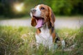 A tri-color beagle yawns while sitting on the the grass field in the farm on sunny day. Royalty Free Stock Photo