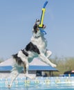 Tri color border collie catching a bumper over the water Royalty Free Stock Photo