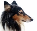 Tri-Color Collie in the snow