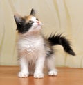 Tri-color cute kitten Royalty Free Stock Photo