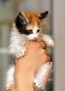 Tri-color cute kitten Royalty Free Stock Photo