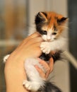 Tri-color cute kitten Royalty Free Stock Photo