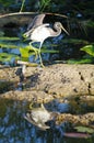 Tri-color Heron Royalty Free Stock Photo