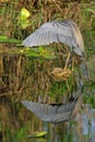 Tri-color Heron Royalty Free Stock Photo
