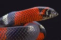 Tri-color hognose snake (Lystrophis pulcher)