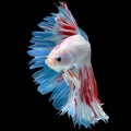 Tri Color Red Blue White Long Tail Halfmoon Betta or Siamese Fig Royalty Free Stock Photo