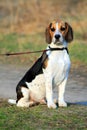 Tri-colored beagle puppy