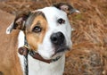 Tri-colored Bulldog and Pit Bull Terrier mix breed dog looking up at camera Royalty Free Stock Photo