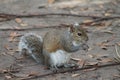 Cute Squirrel eating some nuts and staring at me taking photo Royalty Free Stock Photo