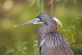 Tri-colored Heron