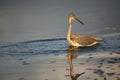 Tri-colored Heron Royalty Free Stock Photo