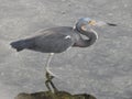 Tri-Colored Heron at in the bay at sunset