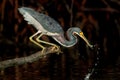 Tri-colored heron catching a bait fish near Wiggins Pass, Florid