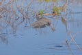 Tri-Colored Heron In Flight Take Off Over Water Royalty Free Stock Photo