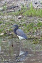 A Tri Colored Heron Florida