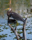 Tri colored heron Royalty Free Stock Photo