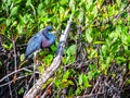 Tri-colored Heron, perched above a marsh pond in the Florida Everglades Royalty Free Stock Photo