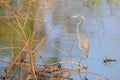 Tri Colored Heron Perched By A Swamp Royalty Free Stock Photo