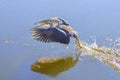 Tri-colored Heron Skimming And Splashing Royalty Free Stock Photo