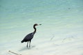 Tri colored heron in the tropical sea Royalty Free Stock Photo