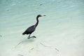 Tri colored heron in the tropical sea Royalty Free Stock Photo