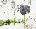 Tri-colored Heron