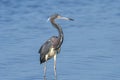 Tri-colored Heron wading Royalty Free Stock Photo