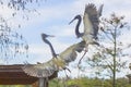 Tri-colored Herons Territorial Fighting