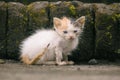 a tri-colored kitten that looks unhealthy and fur that looks rough