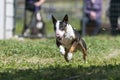 Tri colored mini bull terrier chasing a lure Royalty Free Stock Photo