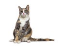 Tri colored Mixed breed cat with yellow eyes sitting, isolated