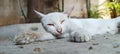 Triad White Cat Sleeping on the shadow of trees. Royalty Free Stock Photo