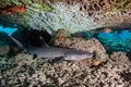 Triaenodon obesus whitetip reef shark resting Royalty Free Stock Photo